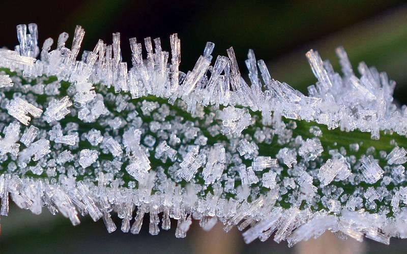 冰晶,分枝,冬天 壁纸