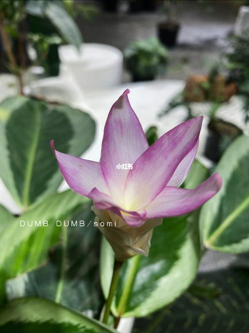 竹芋开花了!_至繁至简家居攻略_家居_家居家装_家居装饰_花艺