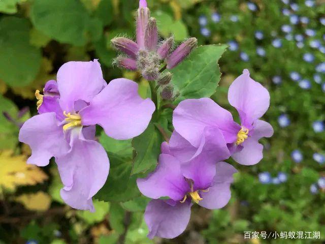 紫色的小野花非常漂亮.在农村很常见,你们知道都有哪些吗?