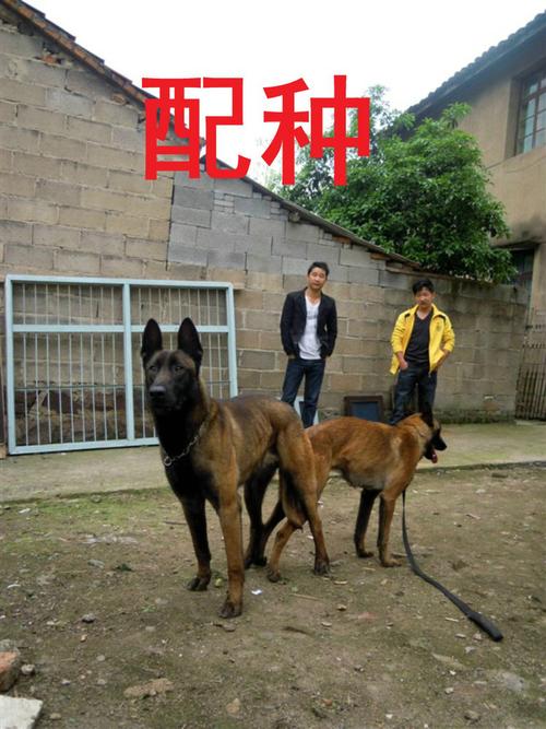 马犬图片马犬训练视频杜高.商品大图