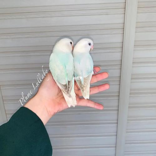 昆明 | 手养牡丹鹦鹉 澳闪_鹦鹉_牡丹_牡丹鹦鹉_宠物_宠物其他