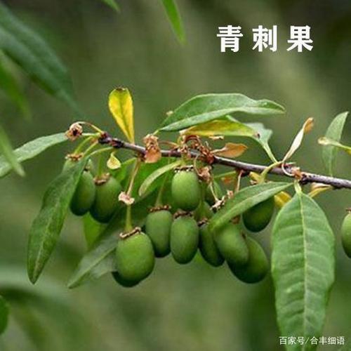 我们为什么要做青刺尖产品——探秘"青刺尖"