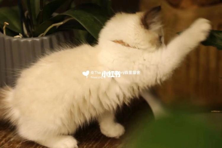 波斯系海双布偶_布偶猫_猫咖_海双布偶_宠物_猫_晒猫