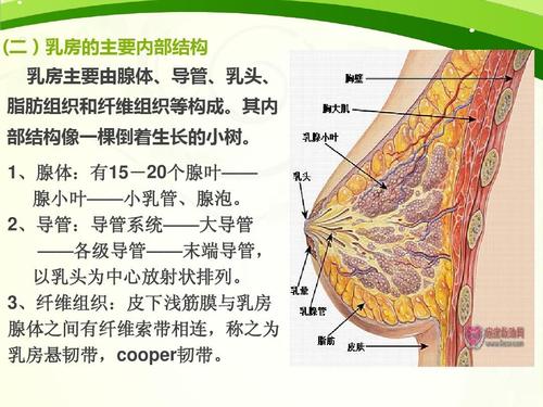 乳腺的解剖及淋巴引流