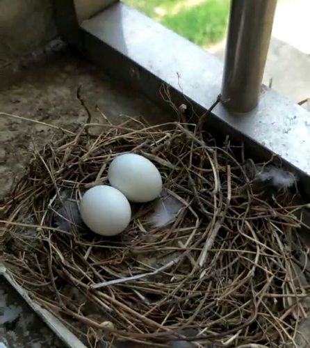 过了两天,惊喜的发现斑鸠妈妈又产下了一只蛋宝宝.