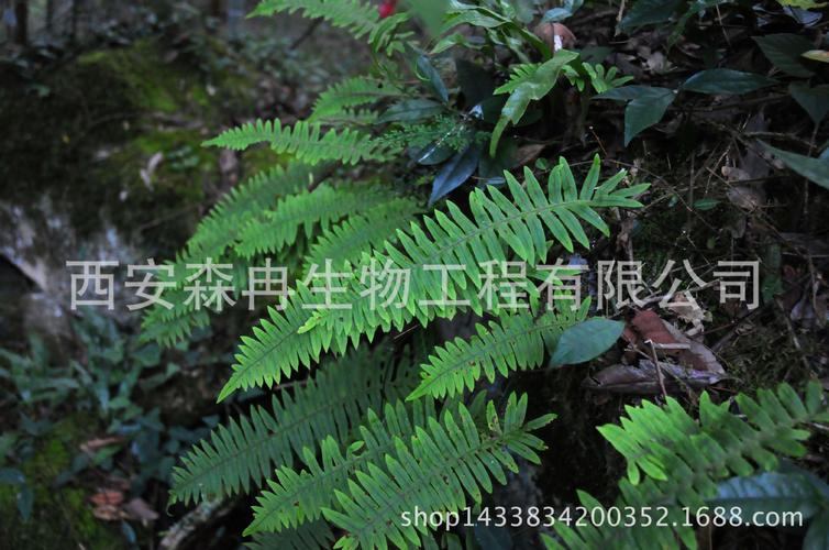水龙骨粉水龙骨浓缩粉青龙骨粉价格
