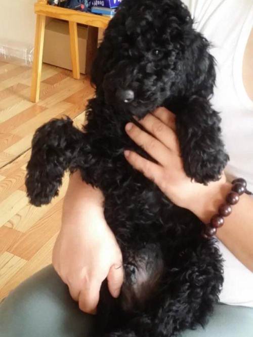 自家一窝纯黑色巨贵宝宝5男4女