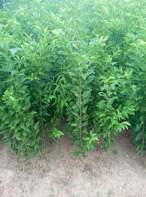 蜂糖李子苗种植方法