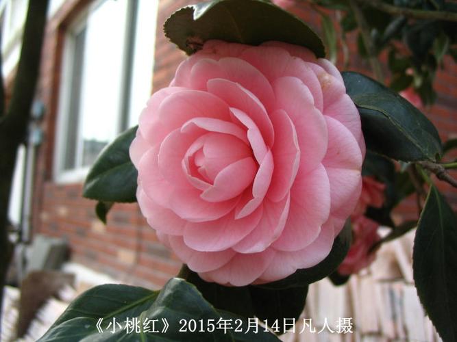 茶花小桃红又名雨春宫粉粉十全十美