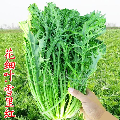 雪里蕻种子小叶雪里红雪菜金丝芥菜咸菜四季四季青