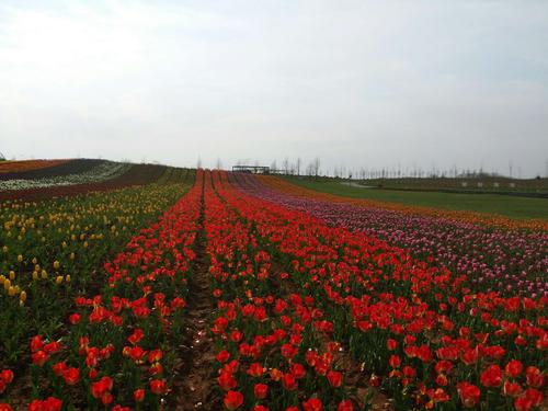 句容伏热花海——豆腐村——赤湖一日游