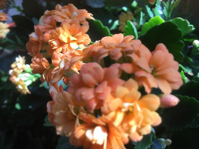 腊月越开越美的长寿花