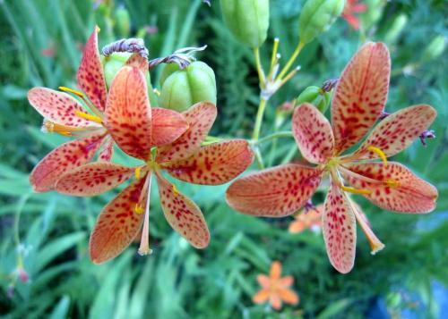 农村这种植物花开似蝶,不仅长得漂亮,还是女性的"好朋友"