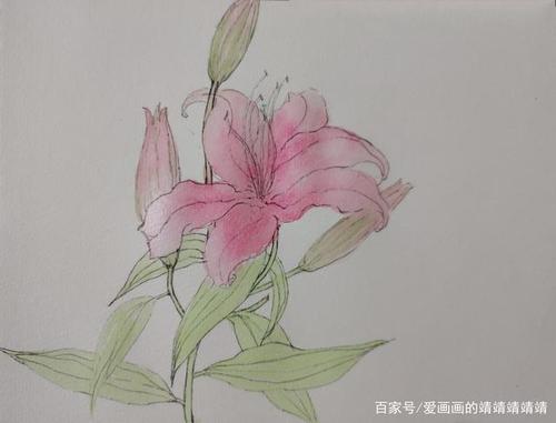 针管笔水彩手绘,画一枝美丽芬芳的百合花