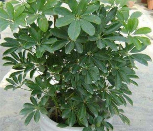 养鸭脚木,别只浇水,另外多做4件事,长得枝叶繁茂