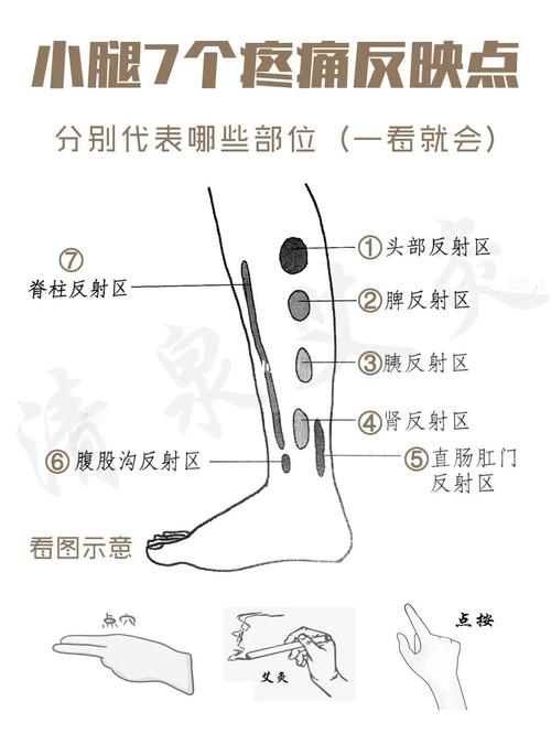 小腿内侧,从上到下,依此是头,脾,胰,肾,直肠肛门,腹股沟,脊柱的反射