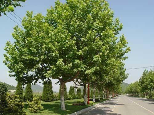 且末11公分法桐树哪家好