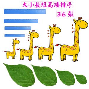 大小长短高矮排序早教认知卡片自闭症康复训语言发育迟缓学习教具