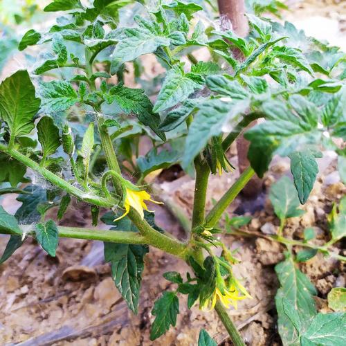 屋后萌萌小菜园1