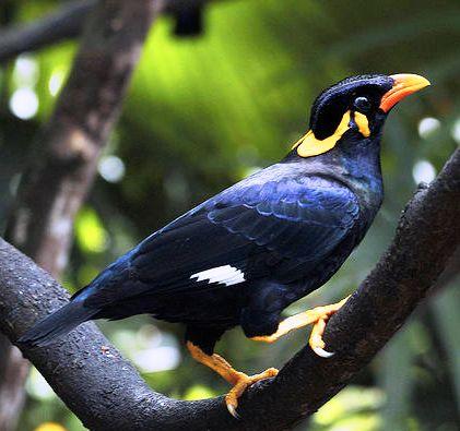 鹩哥越南鸟与海南鸟外形有什么区别