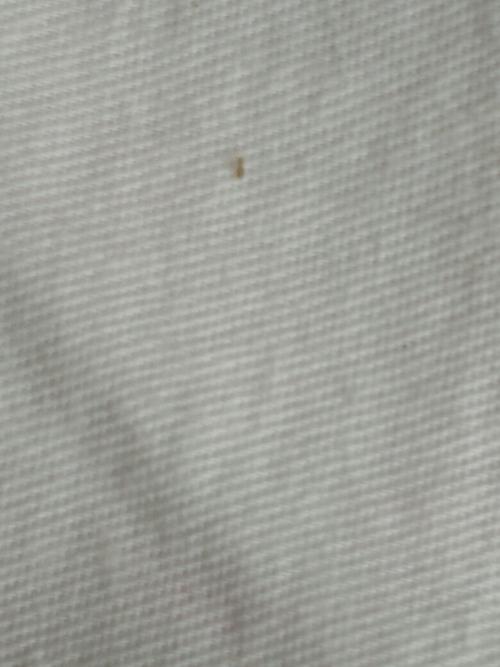 床上老是有这种白色的虫子,是什么虫子啊,咬人吗?