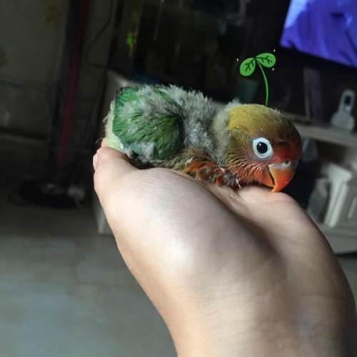 雏鸟鹦鹉 鹦鹉活体 手玩鹦鹉 观赏鸟 牡丹鹦鹉