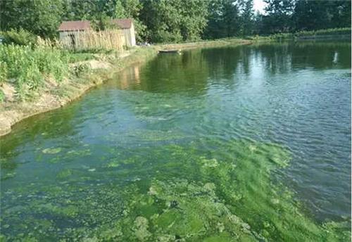 处理池塘浓绿水,裸藻水华有绝招