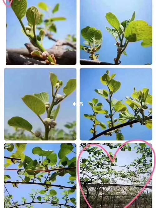 猕猴桃的生长全过程哦_猕猴桃_水果_猕猴桃生长_美食