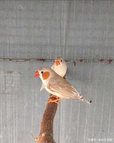 珍珠鸟特别种类介绍