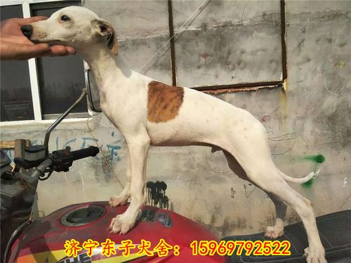 惠比特犬小老头河北