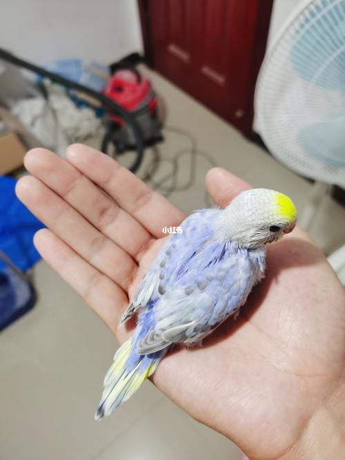 超级纯的紫双金彩虎皮鹦鹉崽