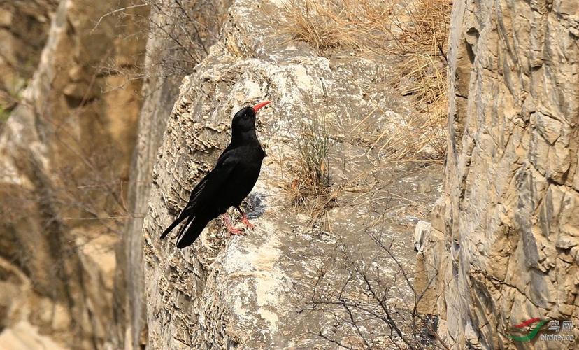 红嘴山鸦----