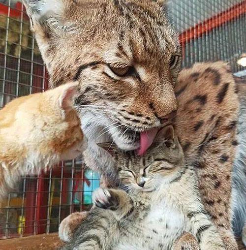 动物园员工捡到3只流浪猫,让猞猁当起了临时妈妈,竟毫无违和感