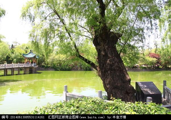 [正版商业] 老柳树