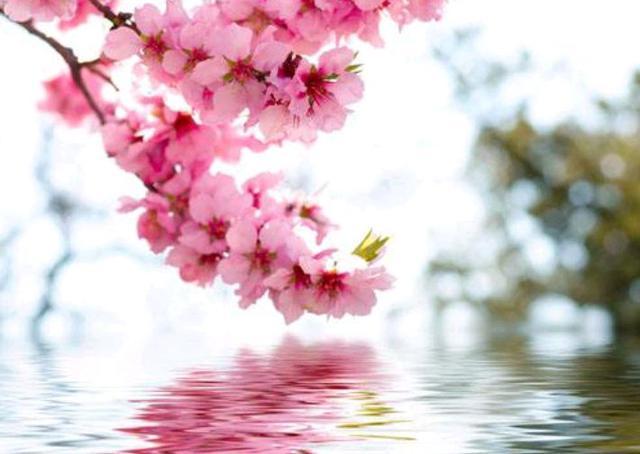 《三月桃花水》的授课思路和课堂笔记,需要的老师家长