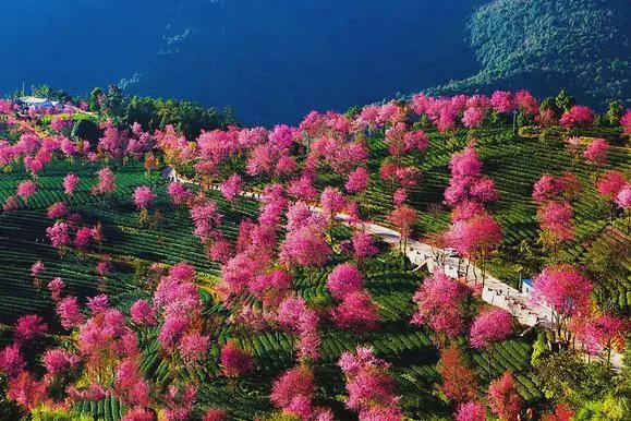 云南   无量山冬樱花