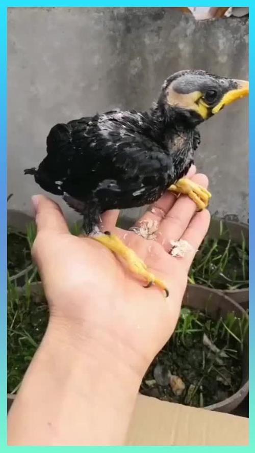 半毛越南小鹩哥,500块钱一只,你见过吗?