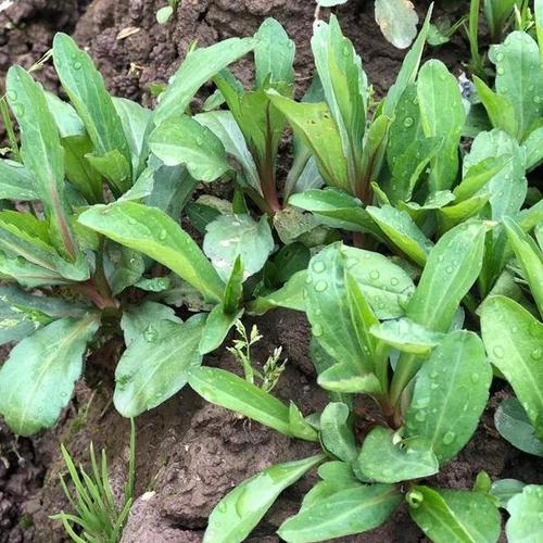这52种野菜都是人间美味你吃过几种了解一下别当野草错过