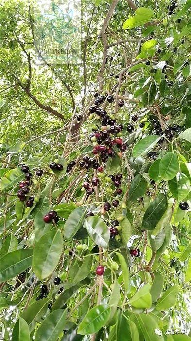 野冬青果,见过吗?止咳平喘.治寒性咳嗽,哮喘