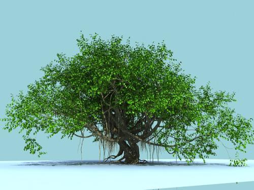 百年榕树简笔画