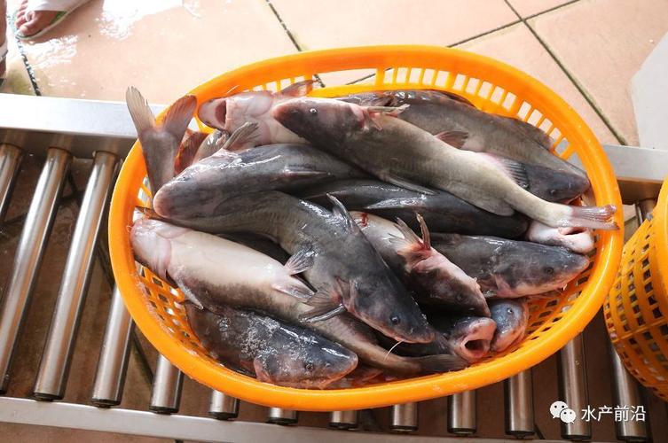 终于涨了!黄颡鱼最高上涨1.1元/斤!生鱼跌0.4元/斤!