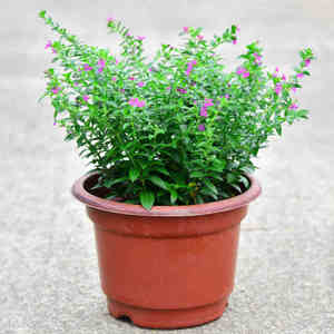 满天星盆栽花卉室内绿植办公室桌面花卉观花植物四季开花常青盆景