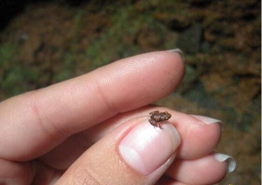 盘点世界上哪十种动物最小世界上最小的动物排名比蚂蚁还小