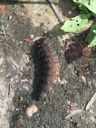 地下挖出来的有六个脚的虫子是什么