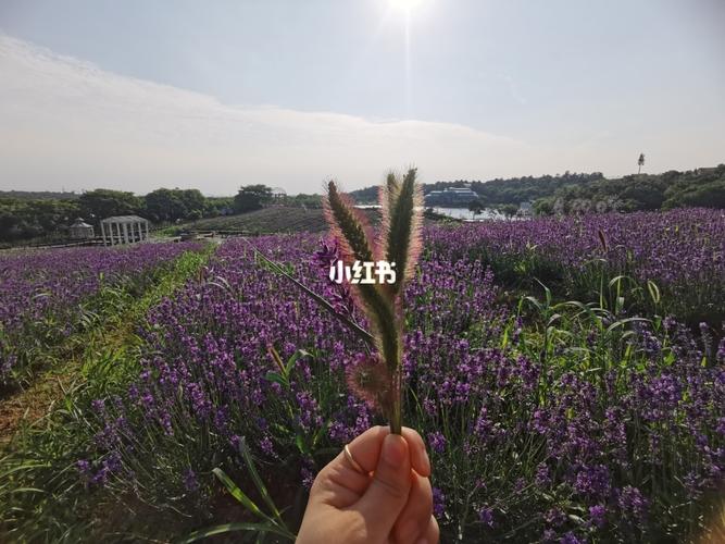 南京薰衣草庄园,能逛一整天值回票价_庄园_大塘金香草