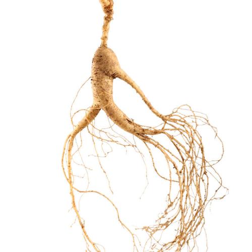 东北野山参 吉林省长白山野山参 野生人参 林下山参