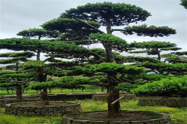 中山罗汉树批发小叶罗汉松价格