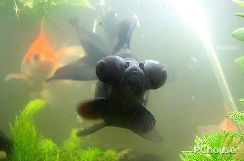 怎么饲养黑摩利,黑牡丹?