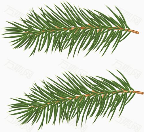 手绘植物松针
