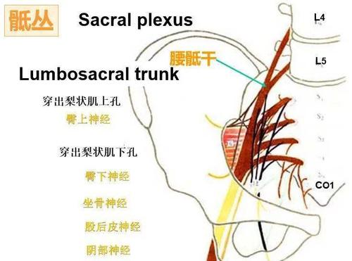 临床必备知识:神经系统体表定位标准!